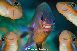 dive with a simile II by Thomas Lueken 